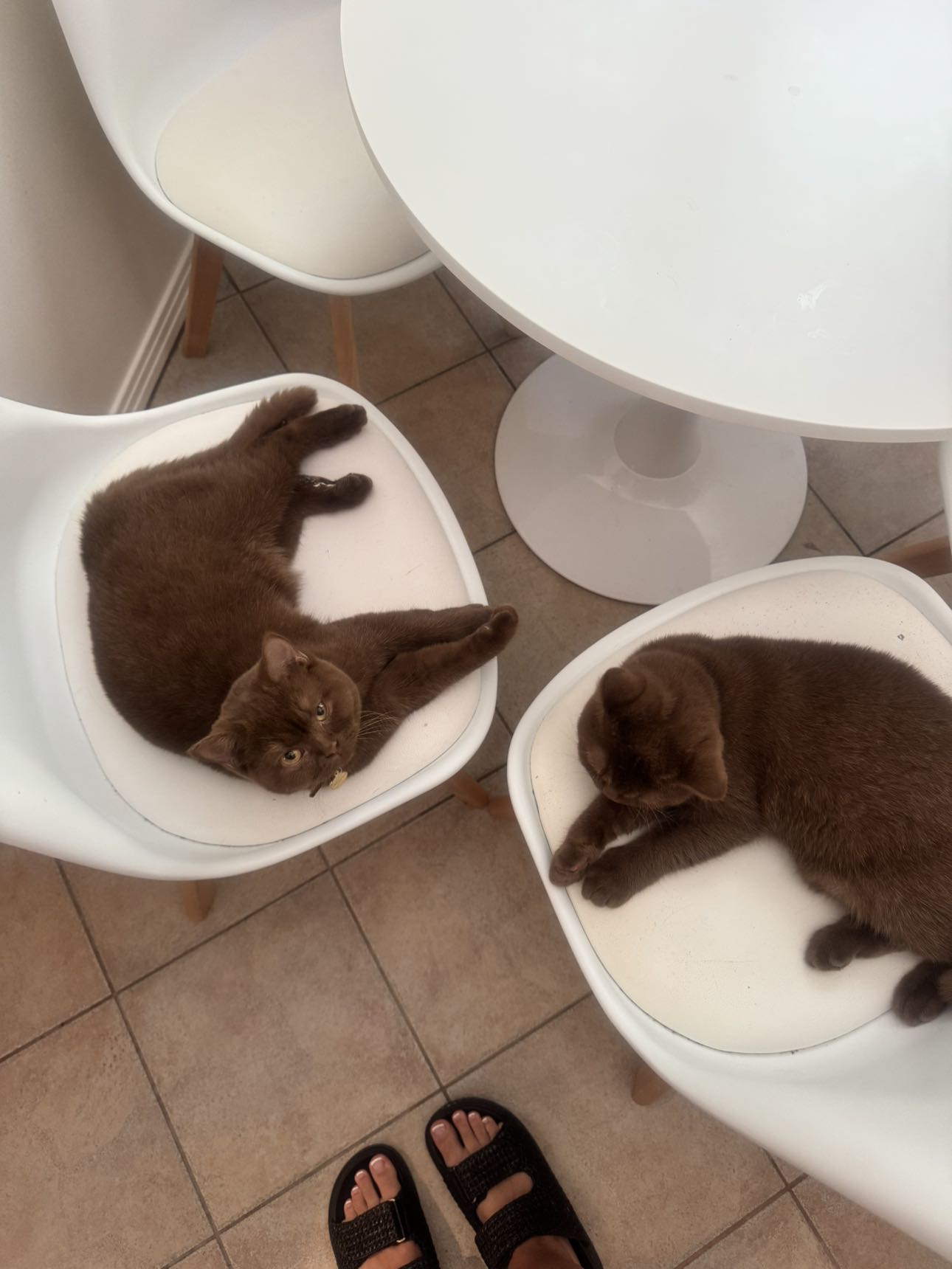 skilahblue snapchat image archive image