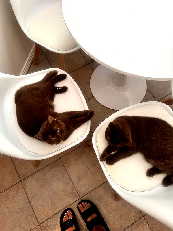 skilahblue image ~ Altpins