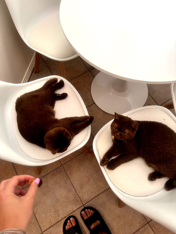 skilahblue image ~ Altpins