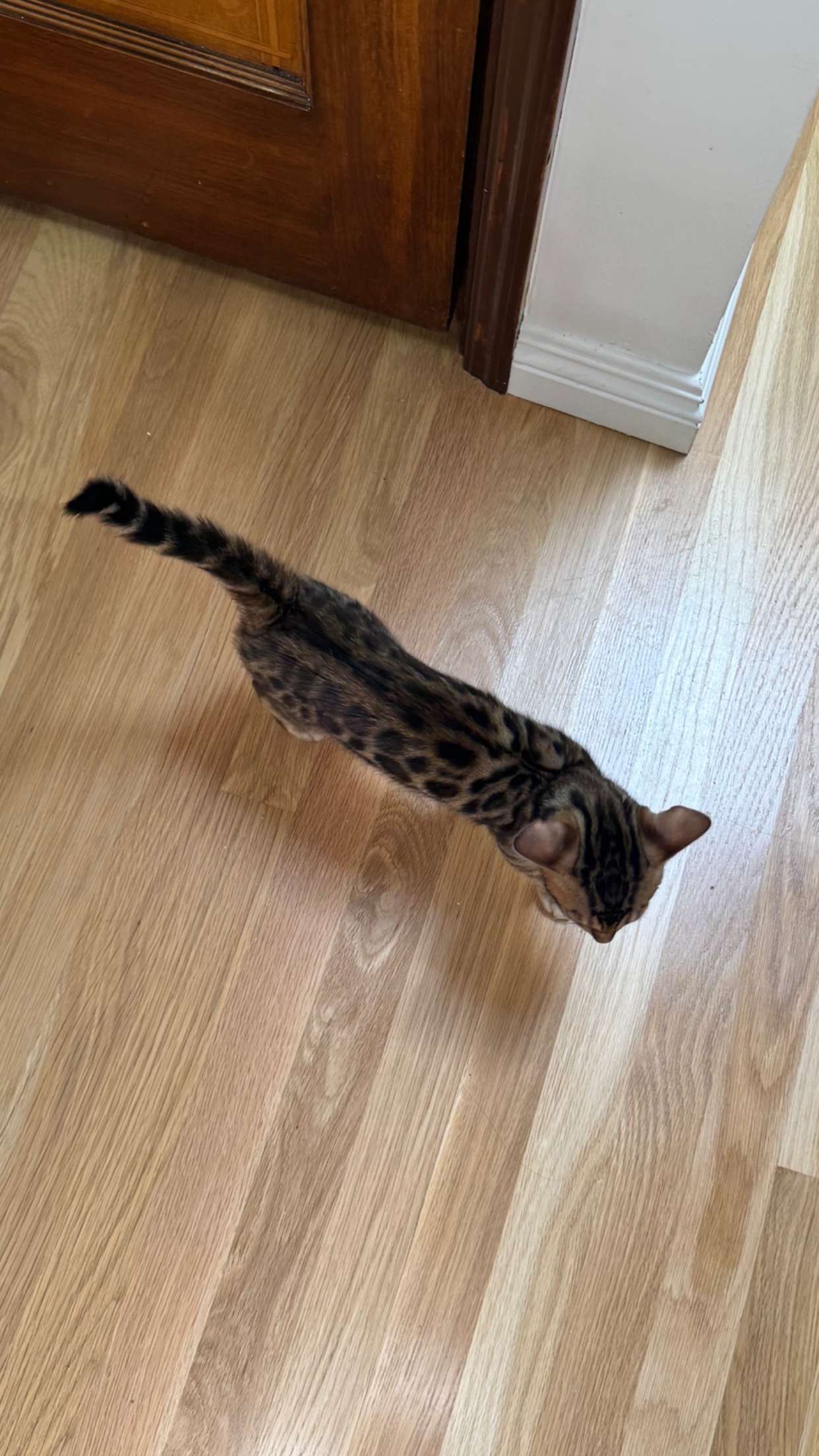 skilahblue snapchat image archive image