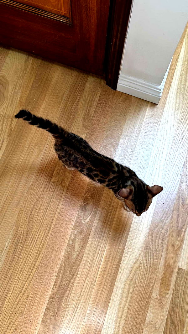 skilahblue image ~ Altpins