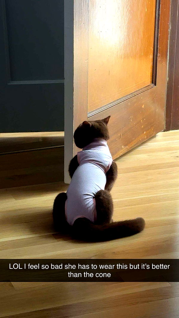 skilahblue image ~ Altpins