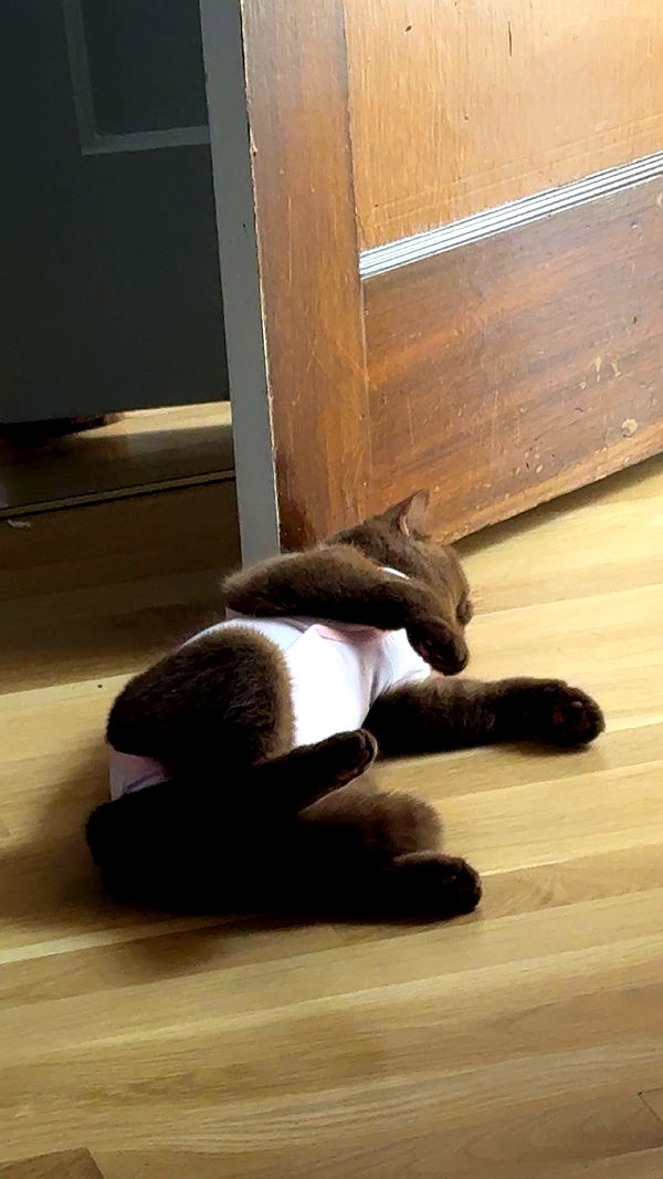 skilahblue image ~ Altpins