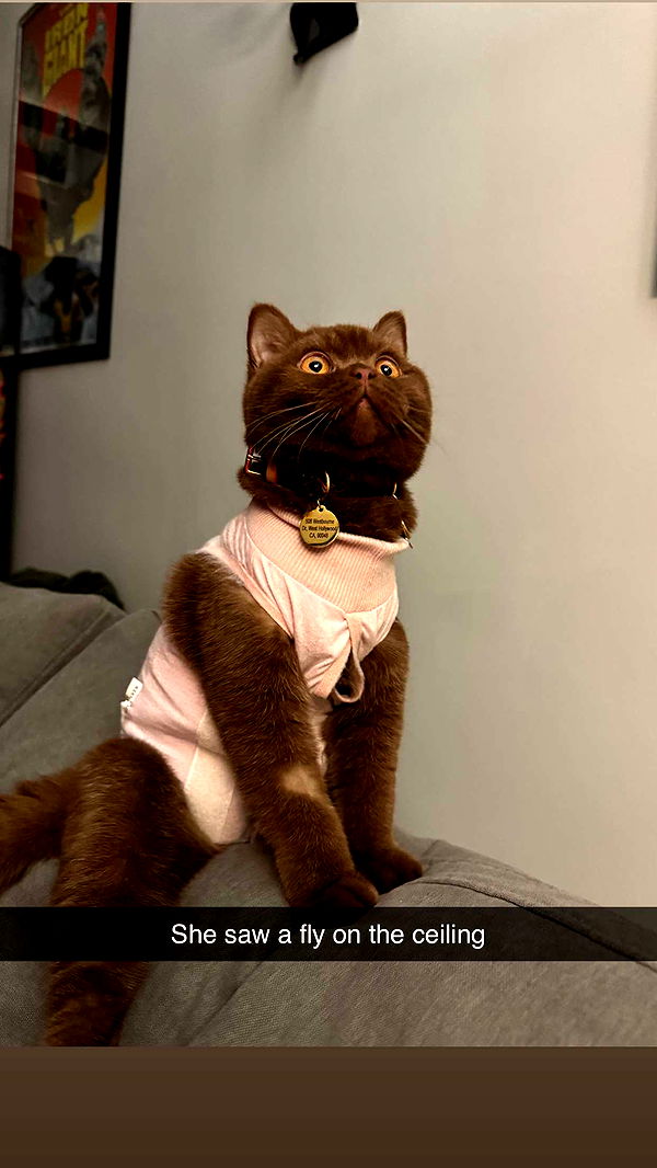 skilahblue image ~ Altpins