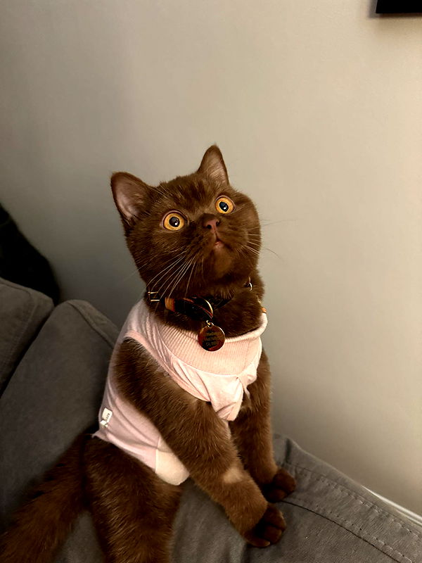 skilahblue image ~ Altpins