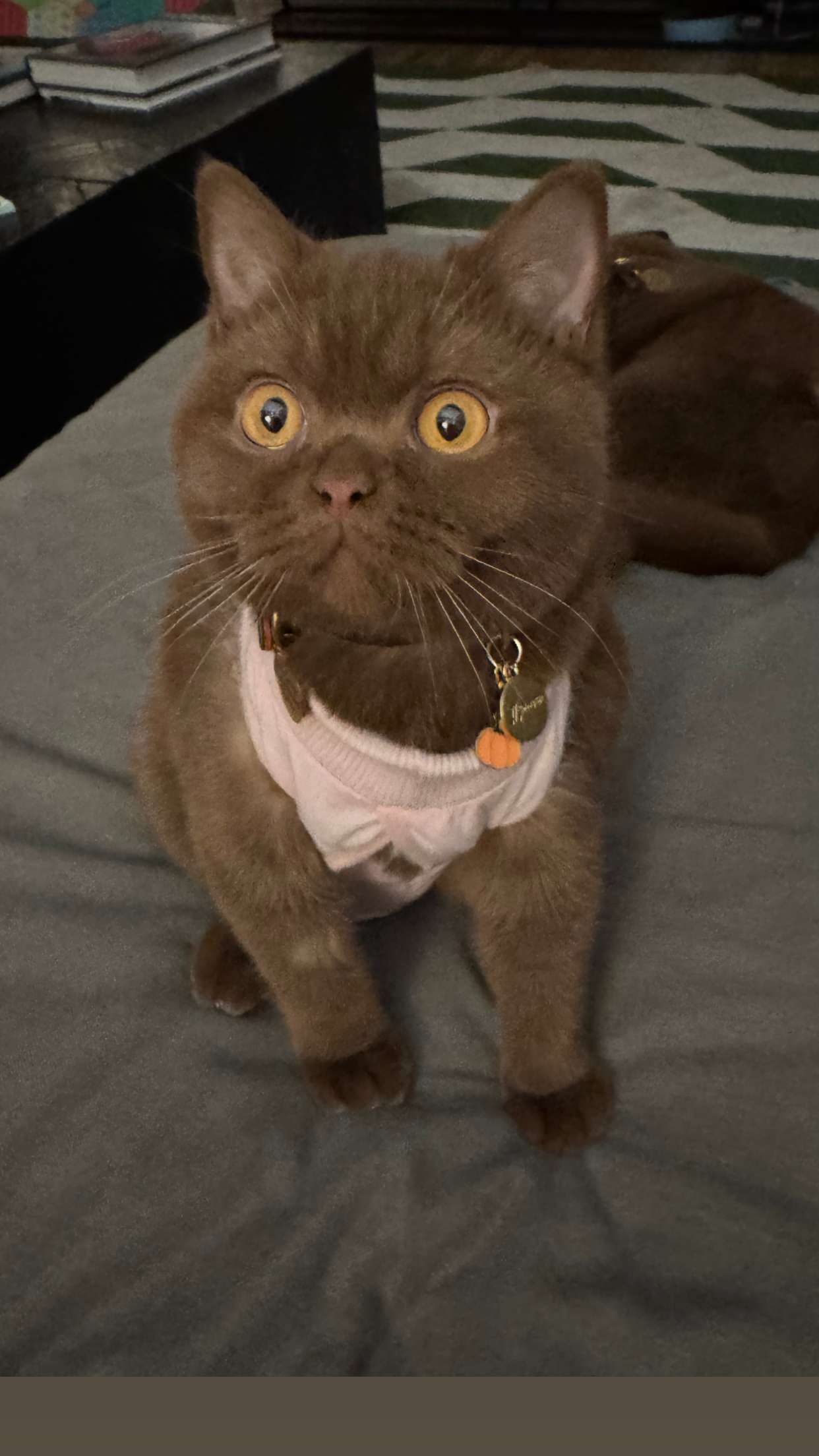 skilahblue snapchat image archive image