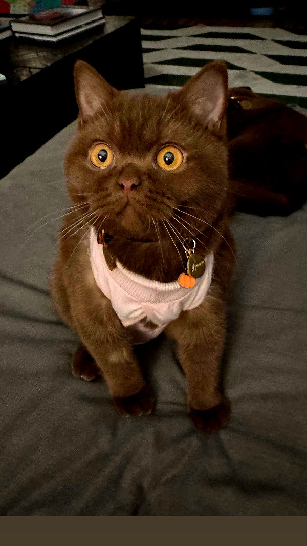 skilahblue image ~ Altpins