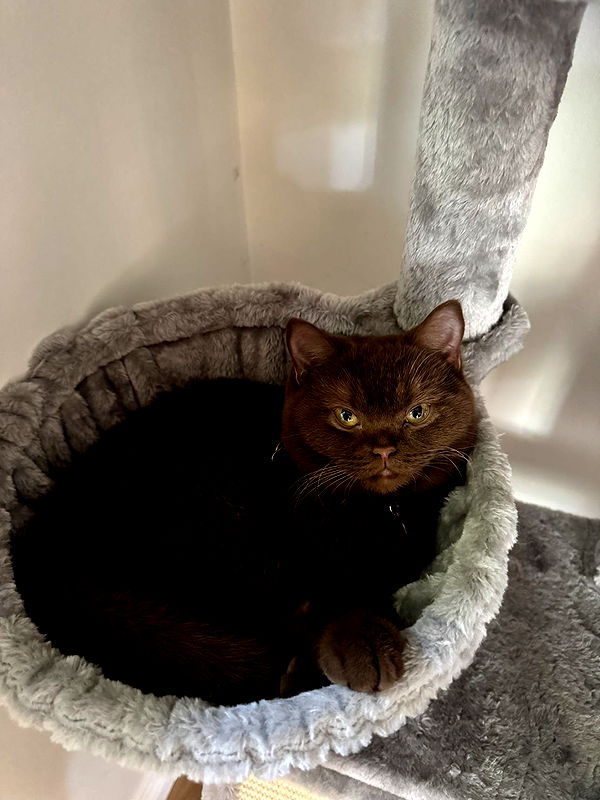 skilahblue image ~ Altpins