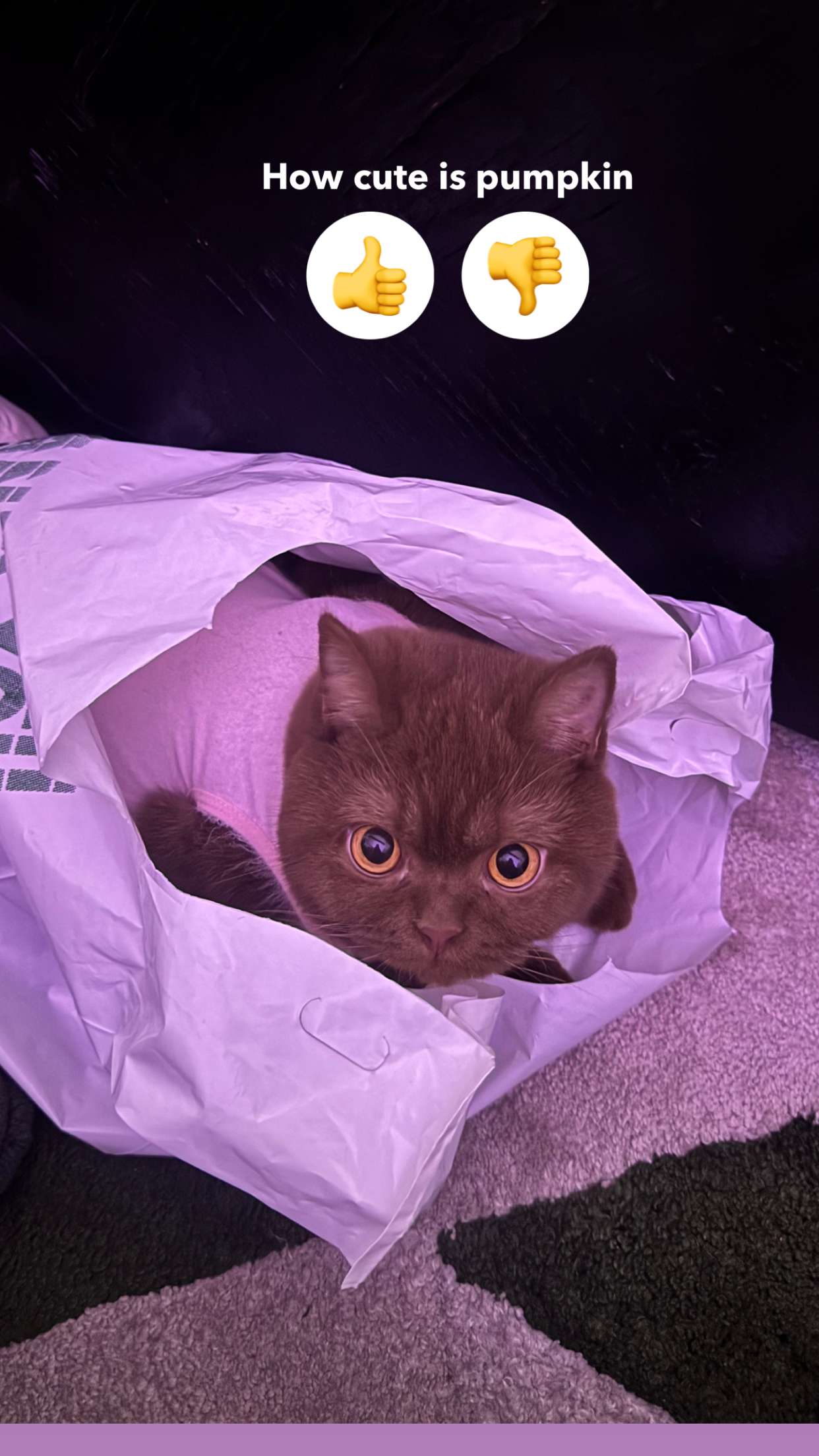 skilahblue snapchat image archive image