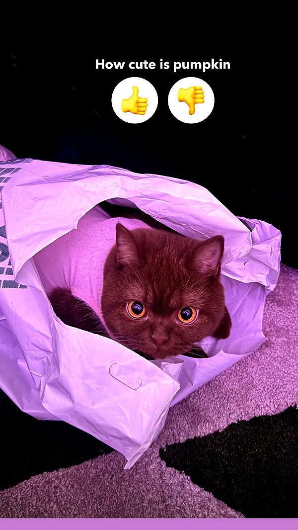 skilahblue image ~ Altpins