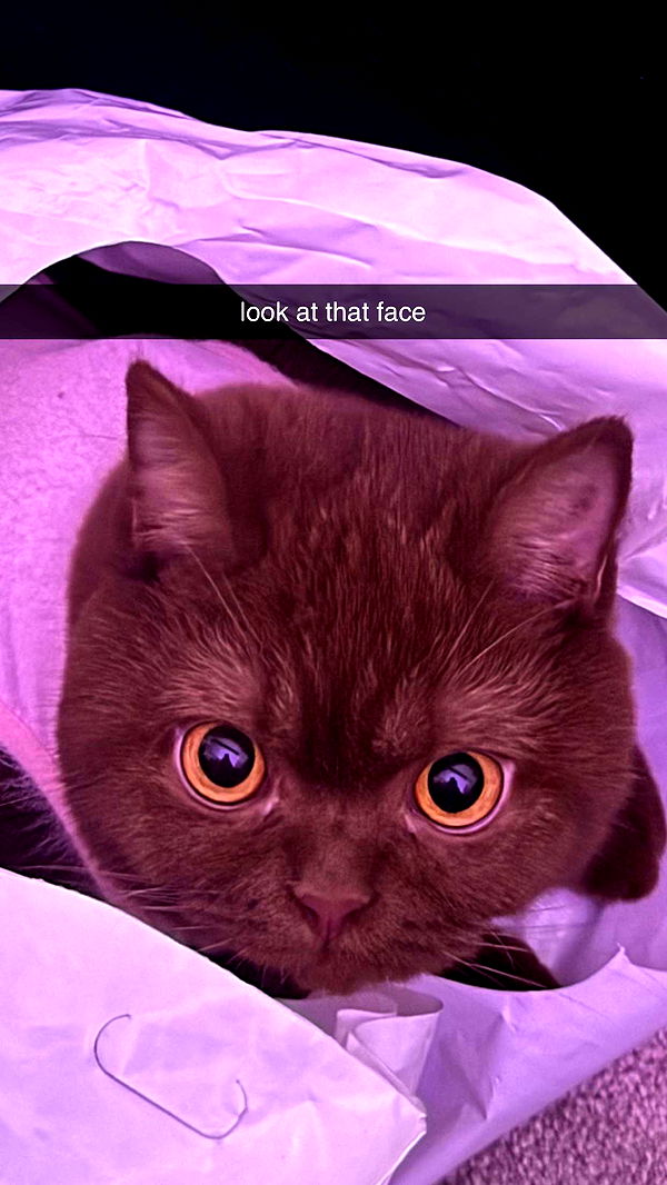 skilahblue image ~ Altpins