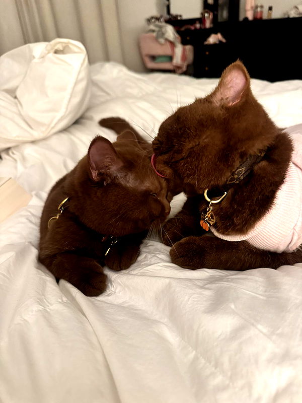 skilahblue image ~ Altpins