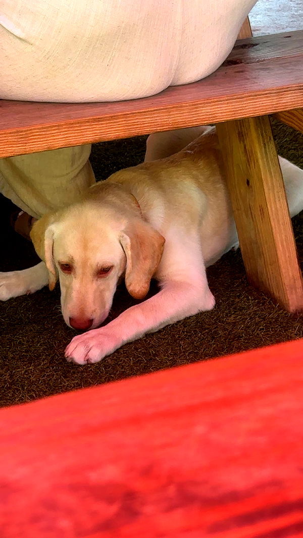 skilahblue image ~ Altpins