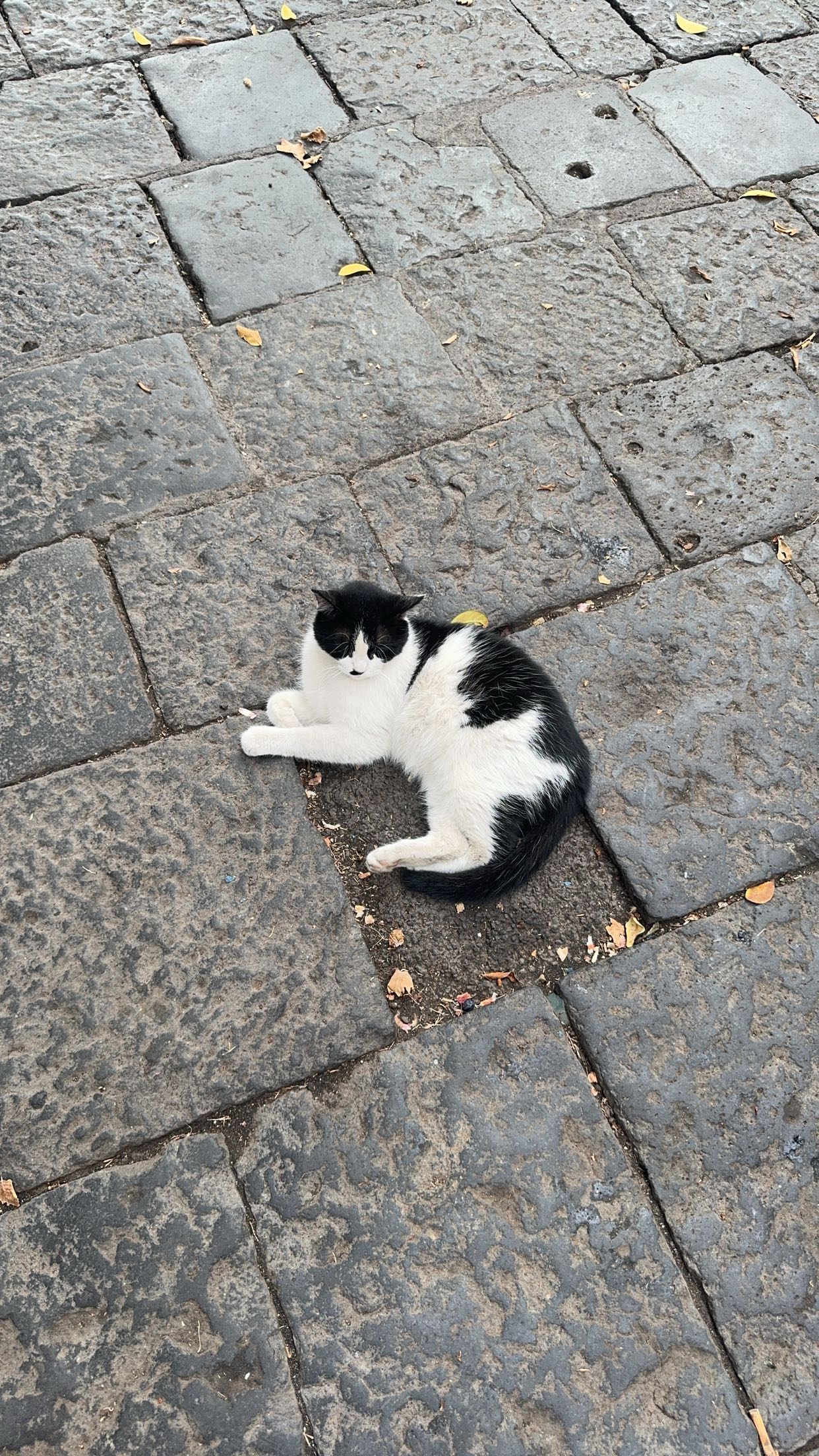 skilahblue snapchat image archive image