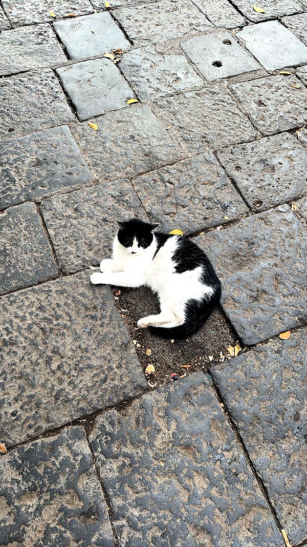 skilahblue image ~ Altpins