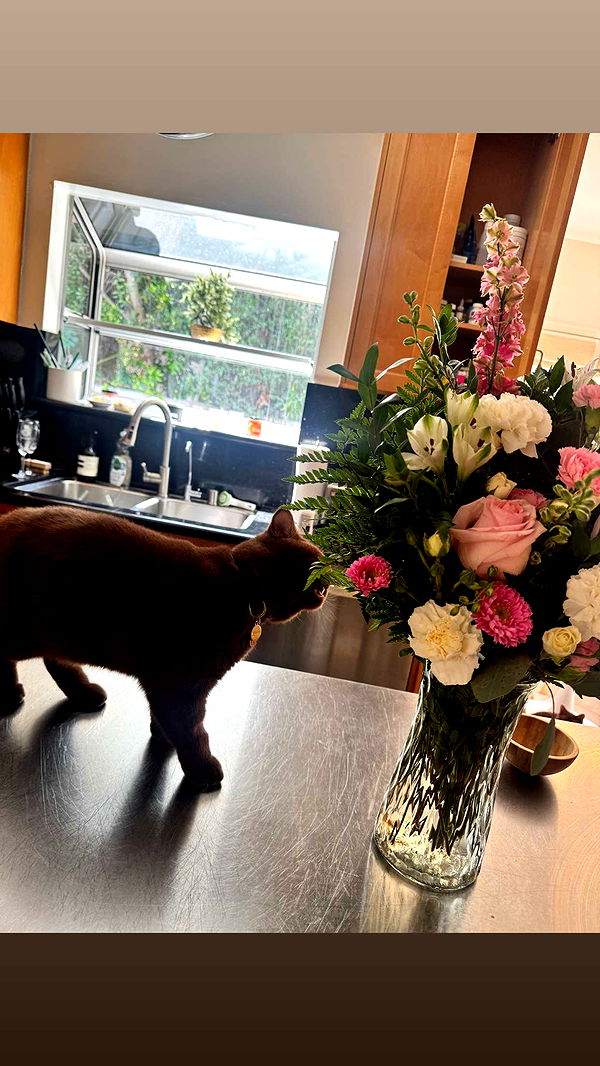 skilahblue image ~ Altpins