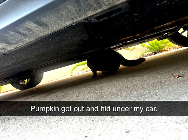 skilahblue image ~ Altpins