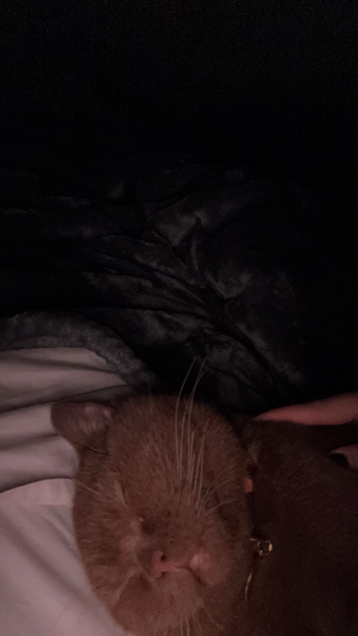 skilahblue snapchat image archive image