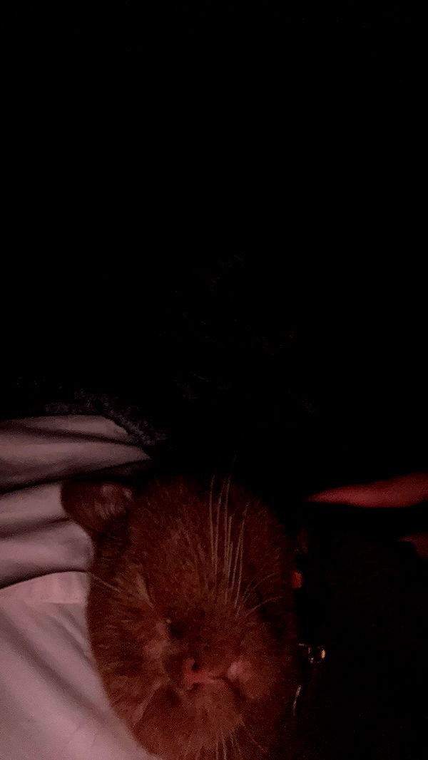 skilahblue image ~ Altpins