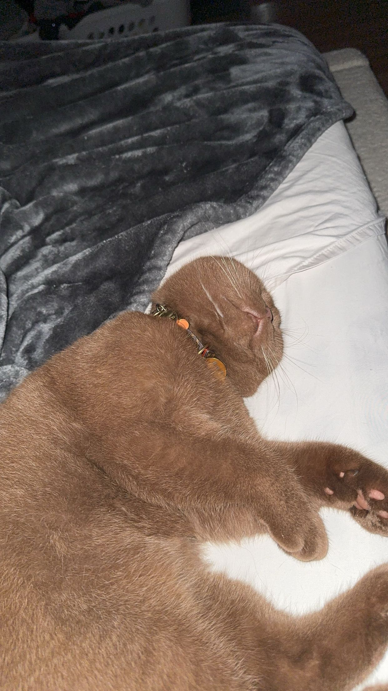 skilahblue snapchat image archive image