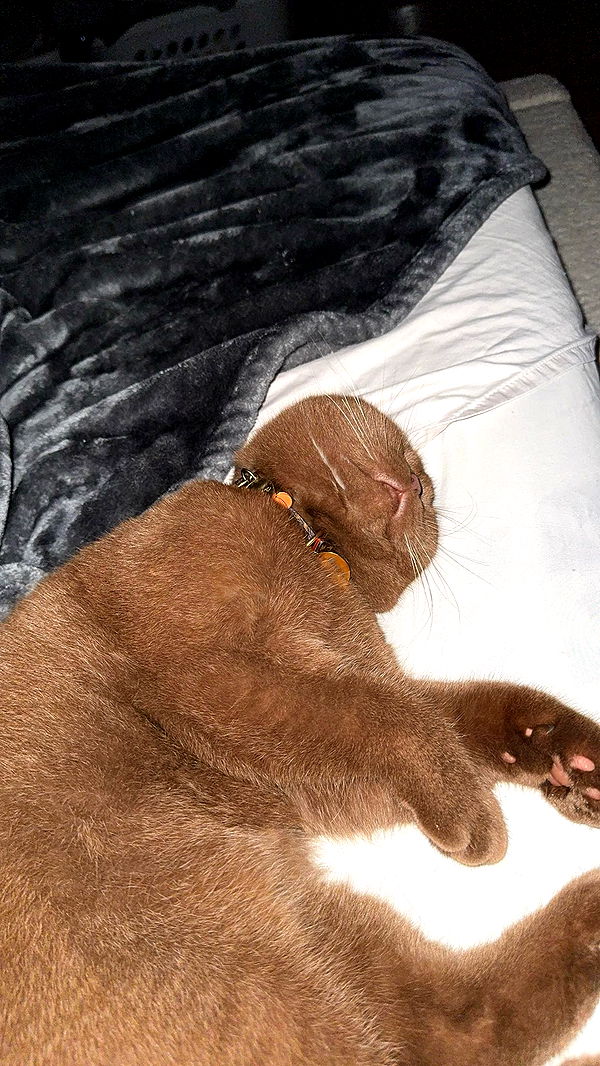 skilahblue image ~ Altpins