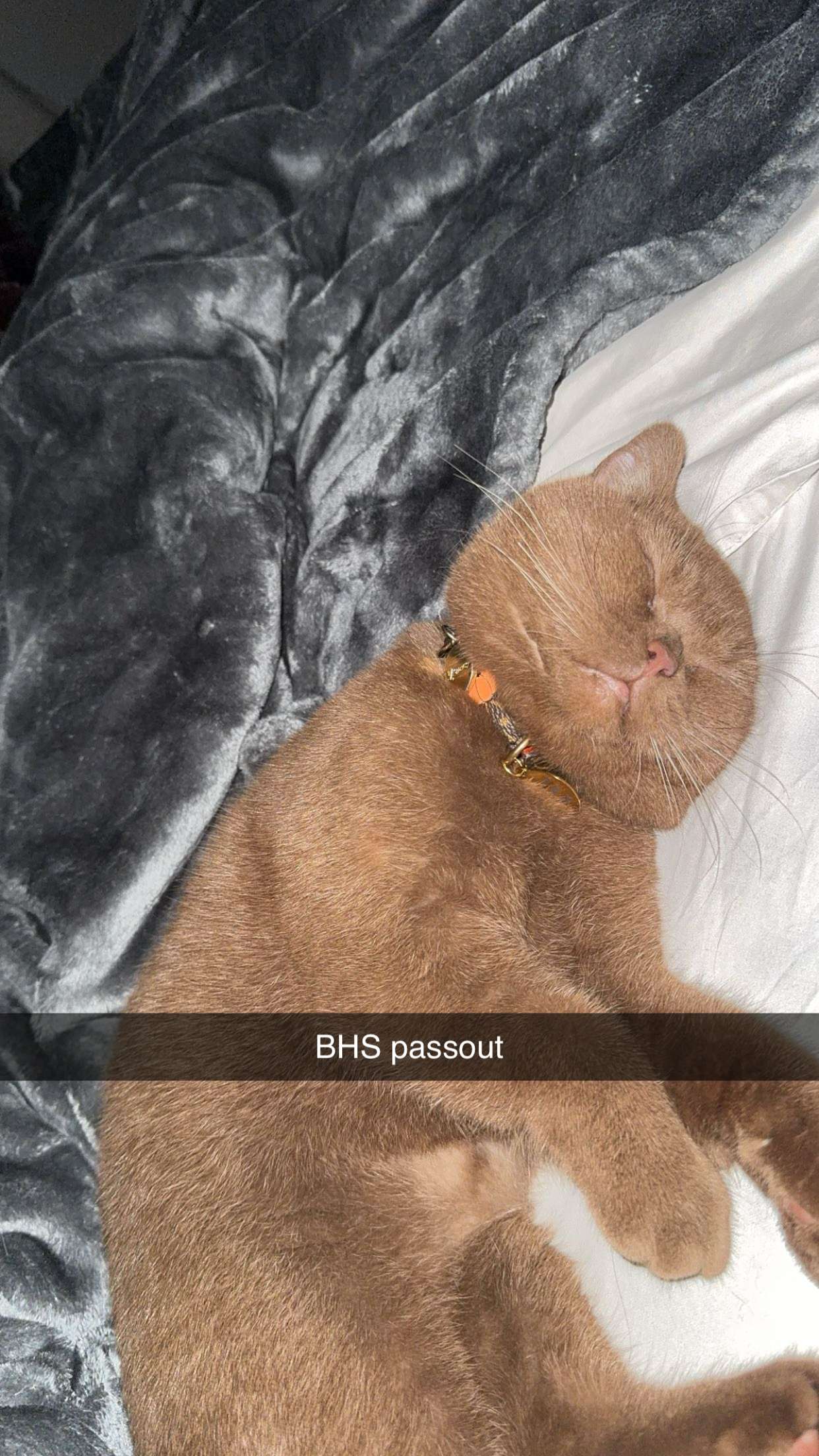 skilahblue snapchat image archive image