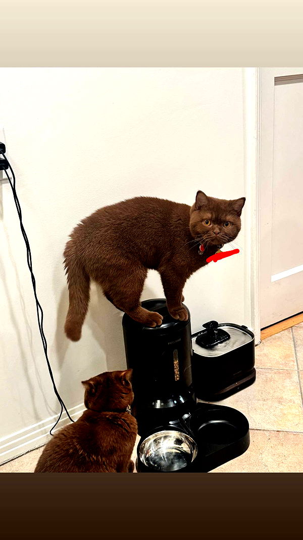 skilahblue image ~ Altpins