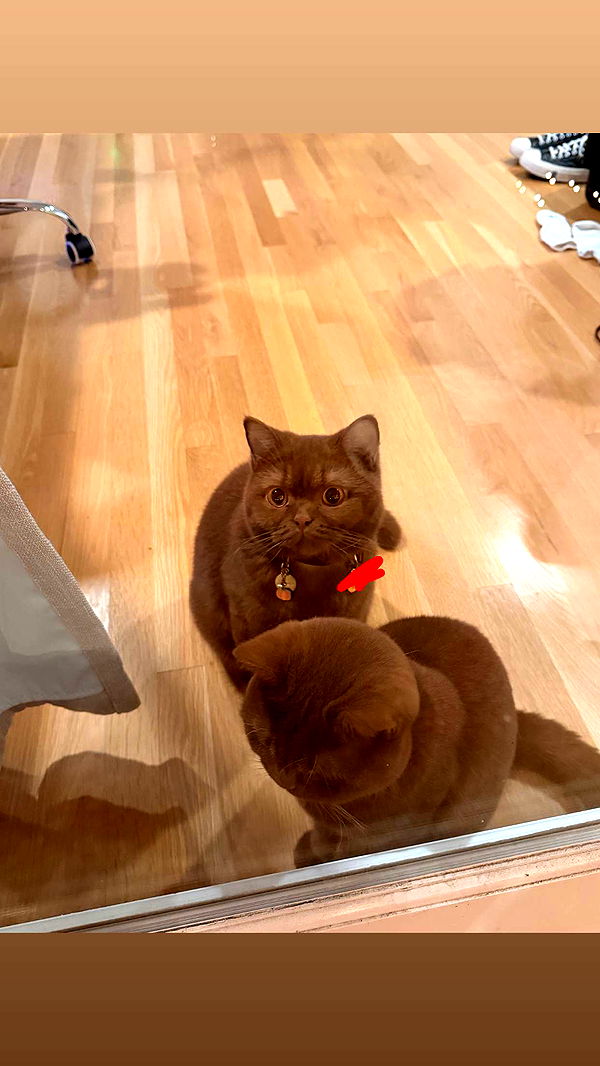 skilahblue image ~ Altpins