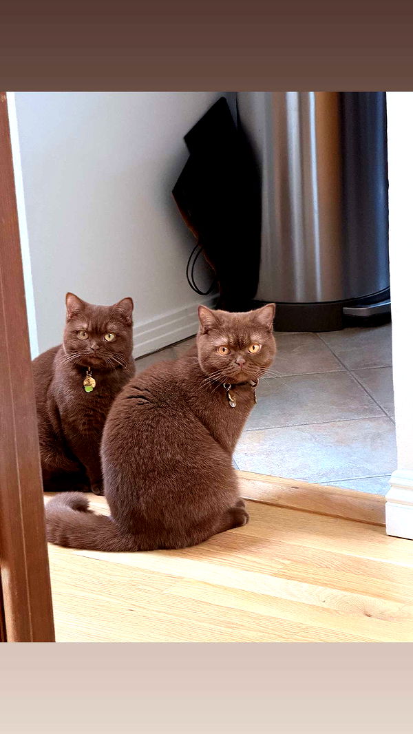 skilahblue image ~ Altpins