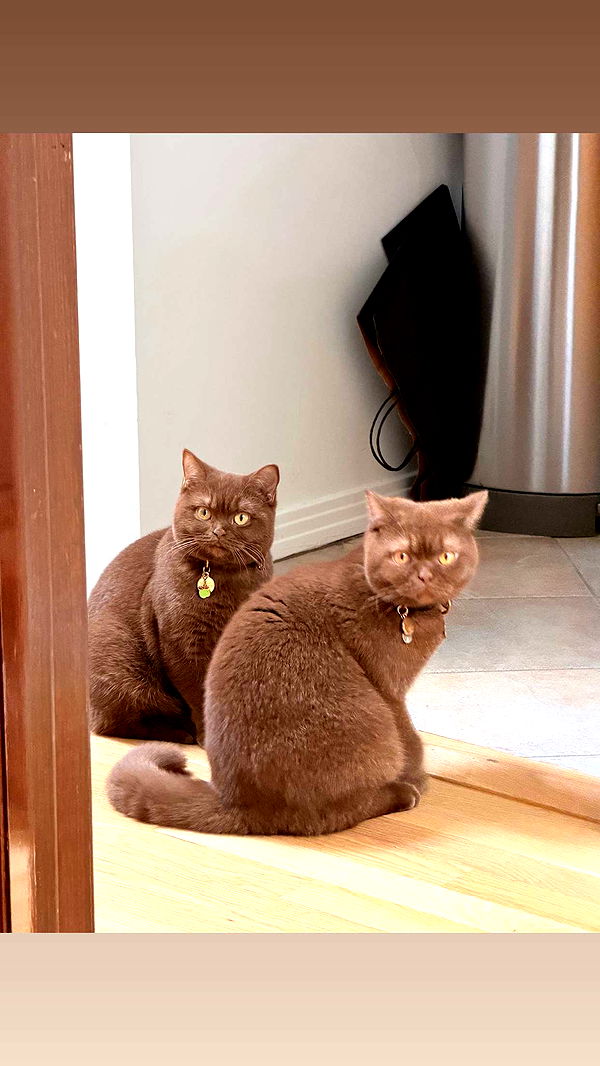 skilahblue image ~ Altpins