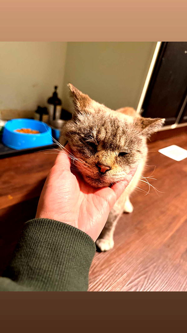 skilahblue image ~ Altpins