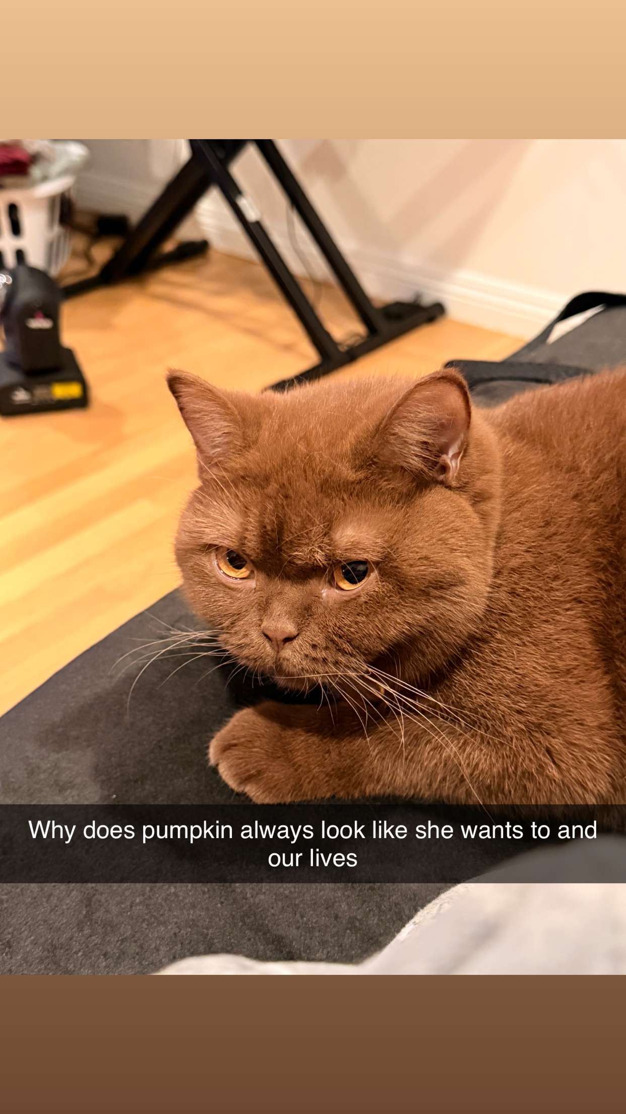 skilahblue snapchat image archive image