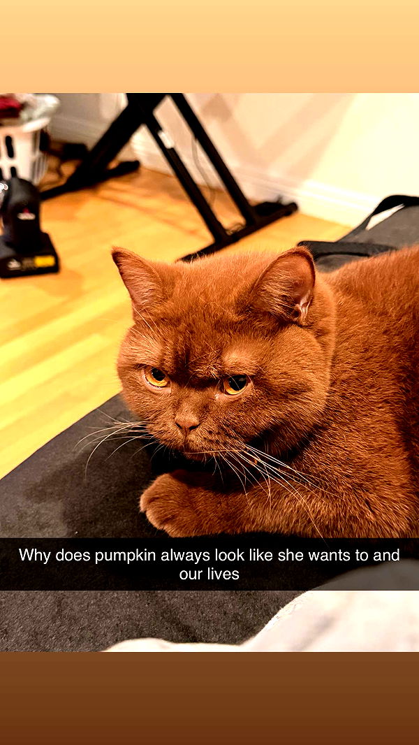 skilahblue image ~ Altpins