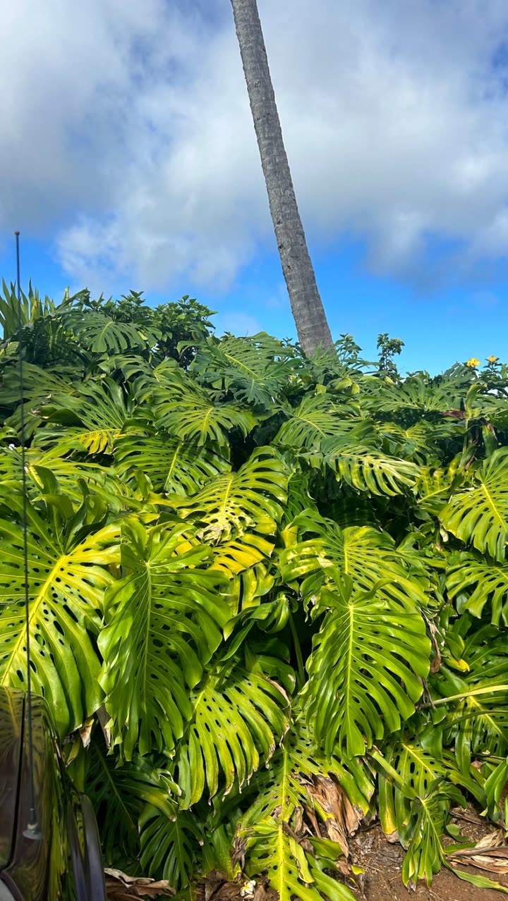 soph4ocean snapchat image archive image