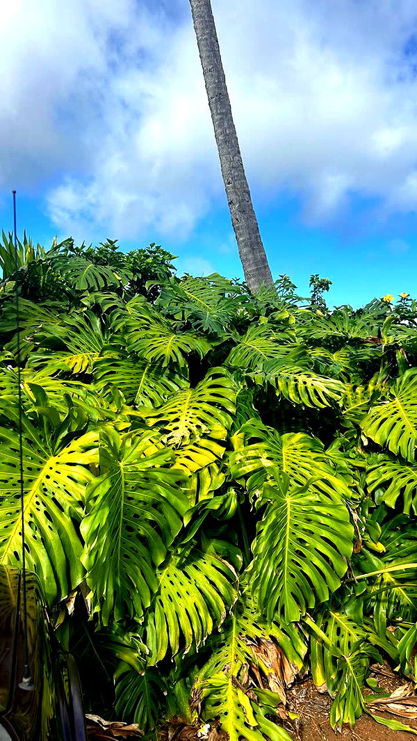 soph4ocean image ~ Altpins