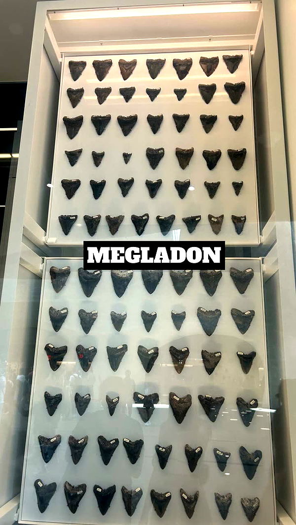 soph4ocean image ~ Altpins