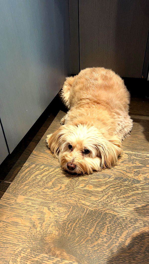 soph4ocean image ~ Altpins