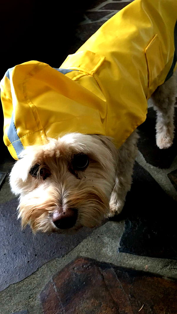 soph4ocean image ~ Altpins