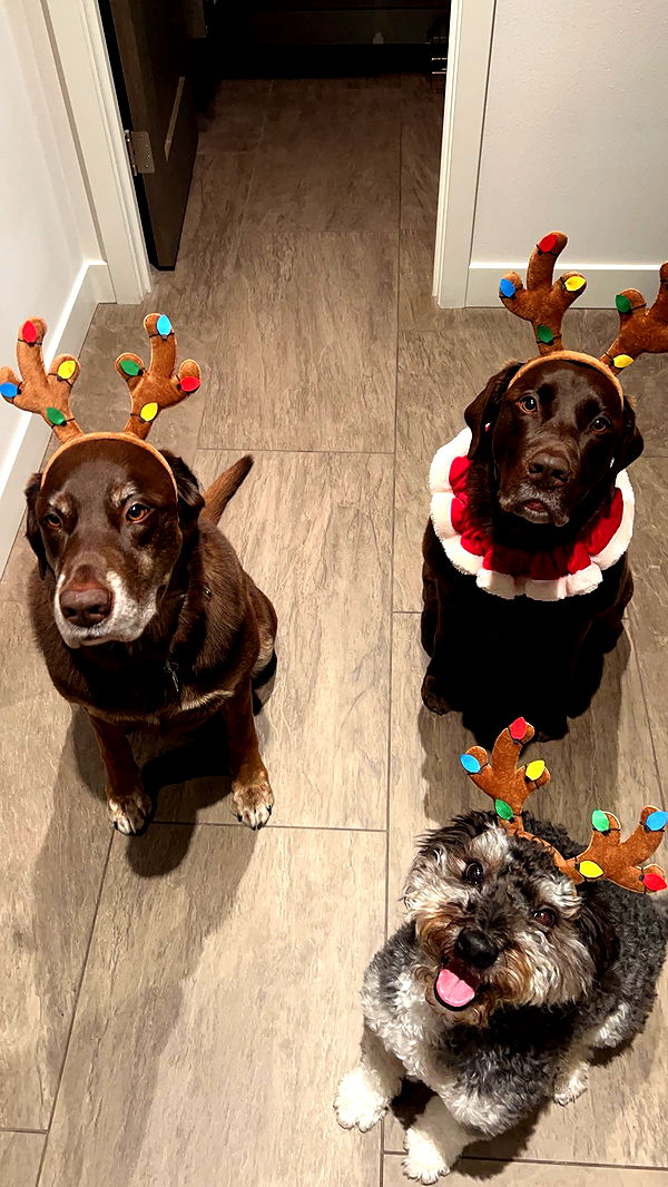 soph4ocean image ~ Altpins