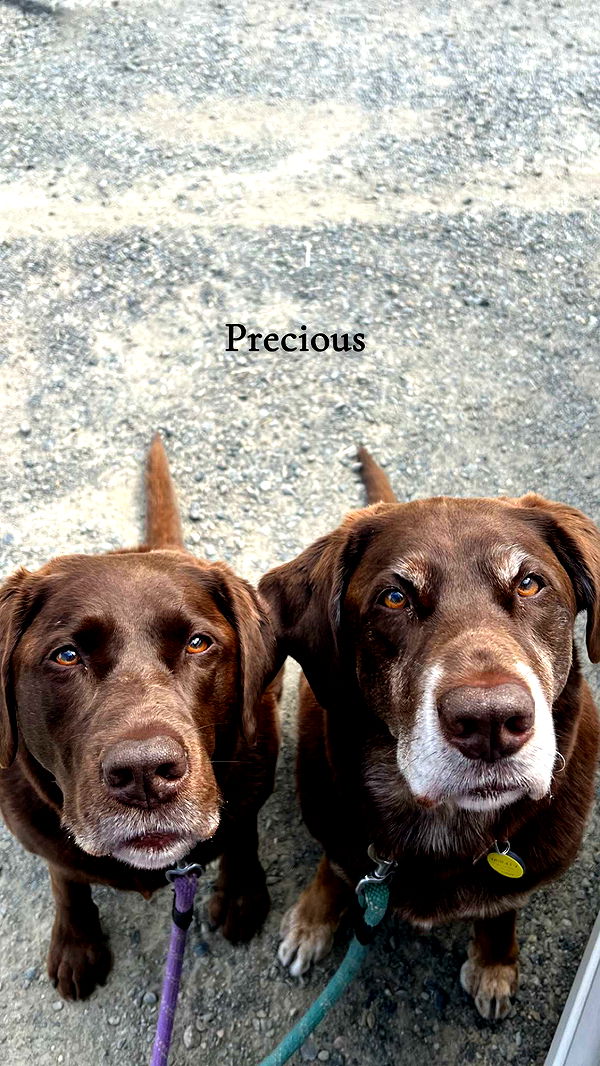 soph4ocean image ~ Altpins