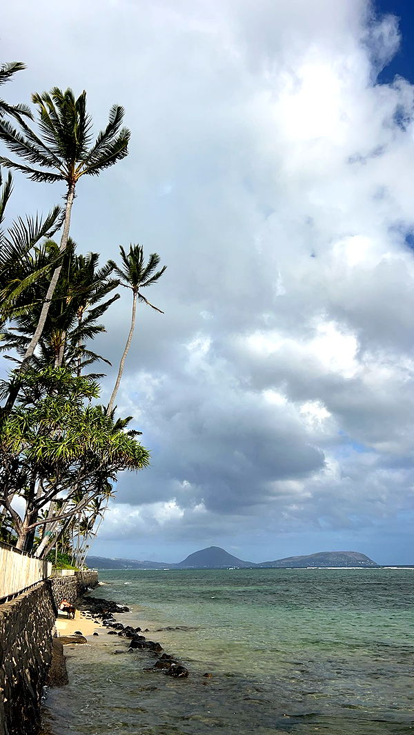 soph4ocean image ~ Altpins