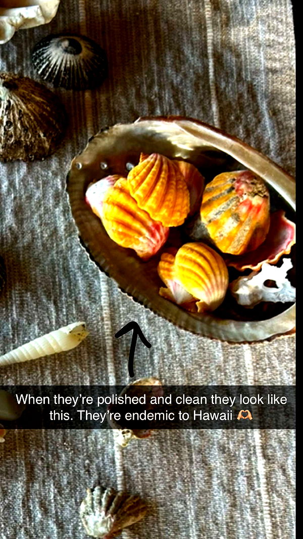 soph4ocean image ~ Altpins