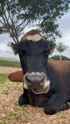 soph4ocean Altpins Profile Picture