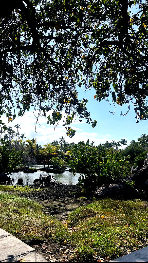 soph4ocean image ~ Altpins