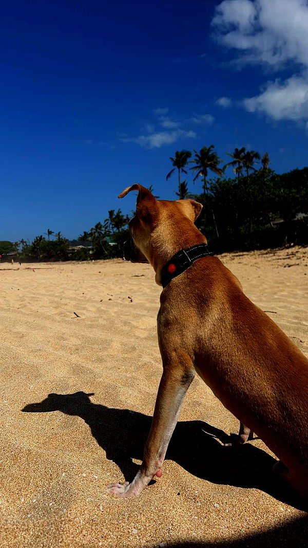 soph4ocean image ~ Altpins