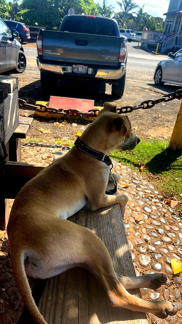 soph4ocean image ~ Altpins