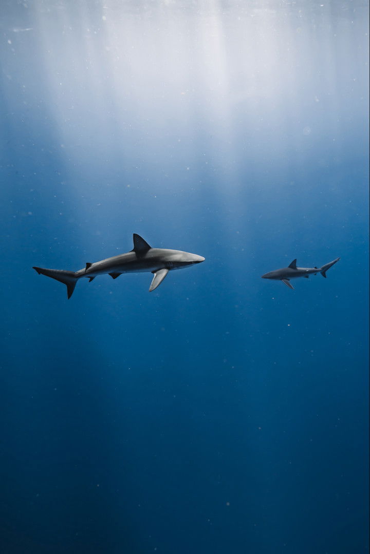 soph4ocean snapchat image archive image