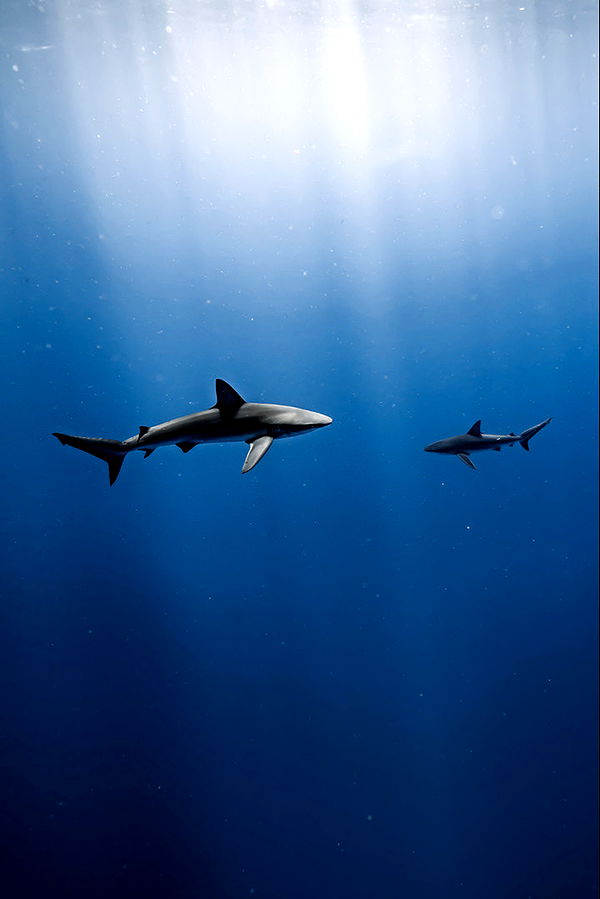 soph4ocean image ~ Altpins