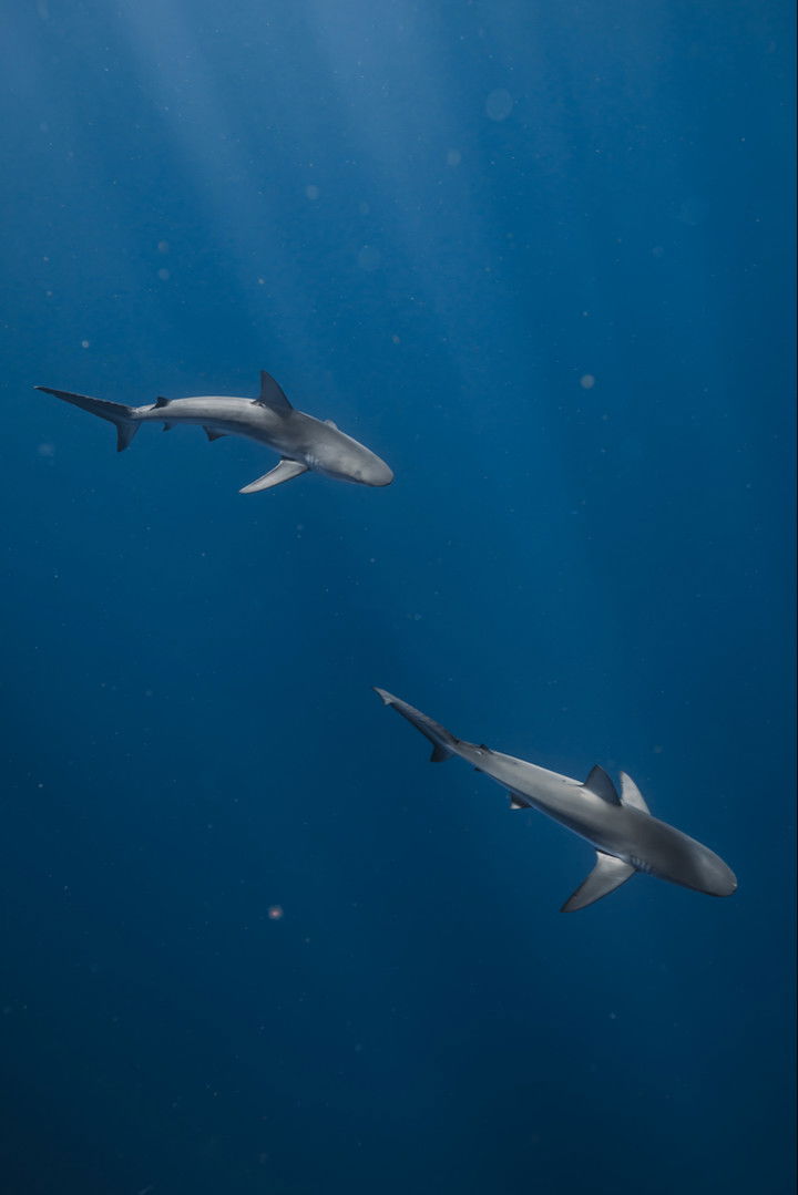 soph4ocean snapchat image archive image