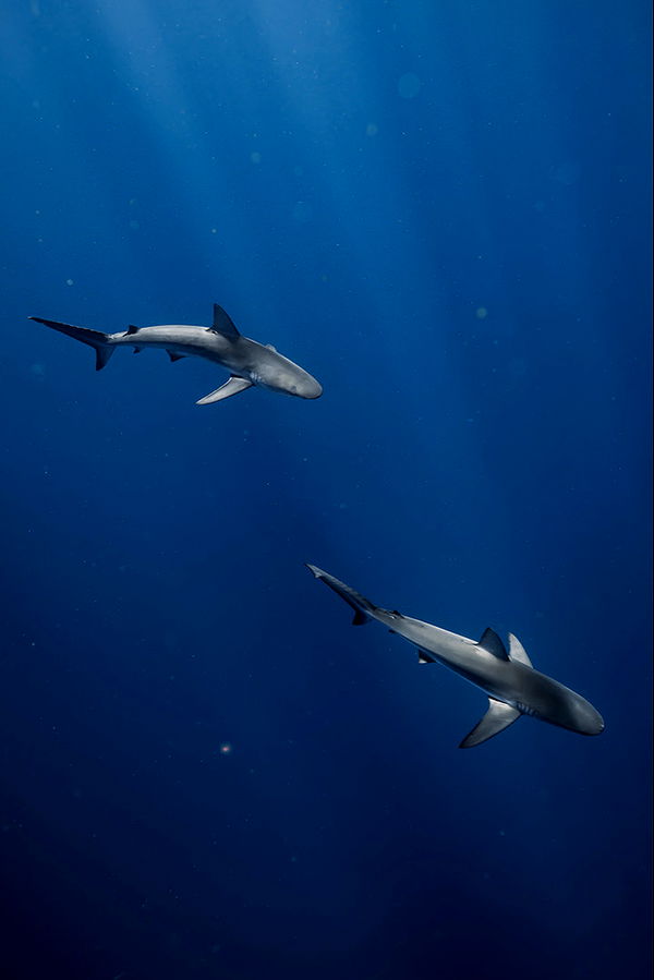 soph4ocean image ~ Altpins